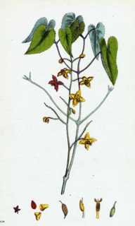 Epimedium alpinum; Alpine Barren wort