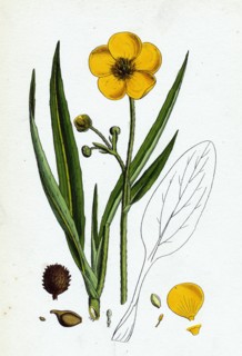 Ranunculus Lingua; Greater Spearwort
