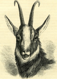 HEAD OF CHAMOIS, Switzerland