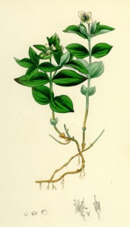 Cornus Succica; Dwarf Cornel