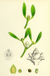 Viscum album; Common Mistletoe