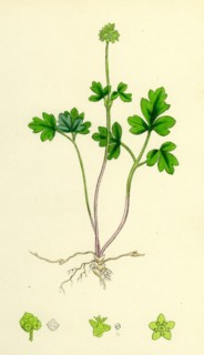 Adoxa Moschatellina; Tuberous Moschatel