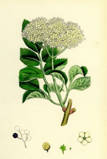 Sambucus nigra; Common Elder