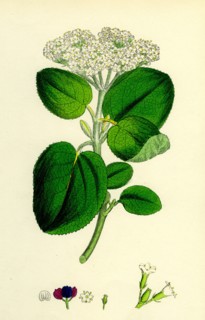 Viburnum Lantana; Wayfaring-tree