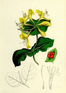 Lonicera Caprifolium; Perfoliate Woodbine