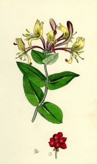 Lonicera Periclymenum; Common Woodbine