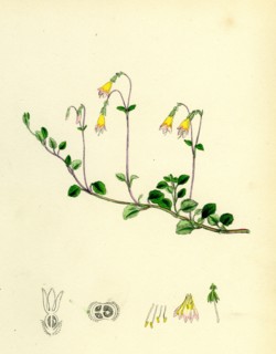 Linnaea borealis; Two-flowered Linnaea