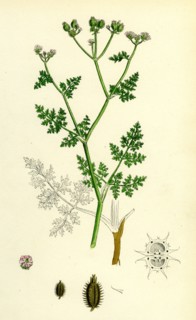 Caucalis daucoides; Small Bur-Parsley