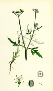 Caucalis infesta; Field Hedge-Parsley