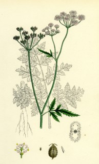Caucalis Anthriscus; Upright Hedge-Parsley