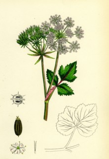 Ligusticum Scoticum; Sea Lovage