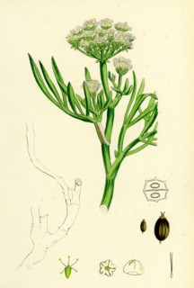 Crithmum maritimum; Rock-Samphire
