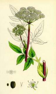 Angelica sylvestris; Wild Angelica