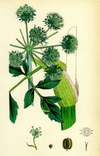Angelica Archangelica; Garden Angelica