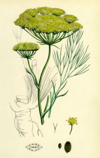 Peucedanum officinale; Sea Hog's-Fennel