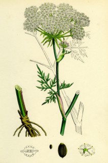 Peucedanum palustre; Marsh Hog's-Fennel