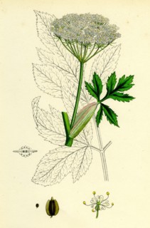 Peucedanum Ostruthium; Master-wort