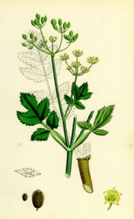 Pastinaca sativa; Wild-Parsnip