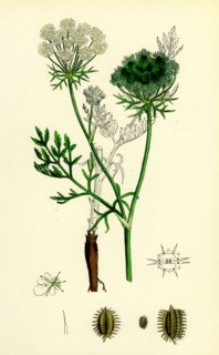 Daucus Carota; Wild Carrot