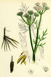 OEnanthe silaifolia; Sulphurwort Water-Dropwort