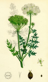 Seseli Libanotis; Mountain Meadow-Saxifrage