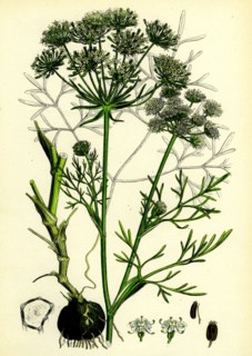 Carum Bulbocastanum; Great Earth-nut