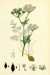 Bunium flexuosum; Common Earth-nut