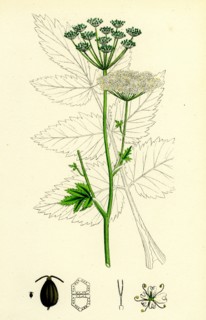 Pimpinella magna; Greater Burnet Saxifrage