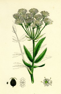 Sium latifolium; Great Water-Parsnip