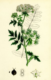 Sium angustifolium; Water-Parsnip