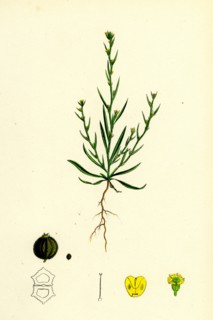 Bupleurum tenuissimum; Slender Hare's-ear