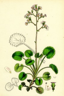 Saxifraga Geum, var. serrata; Kidney-leaved London-Pride