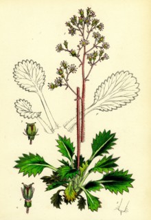 Saxifraga umbrosa, var. serratifolia; Common London-Pride