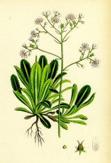 Saxifraga Andrewsii; Andrew's London-Pride