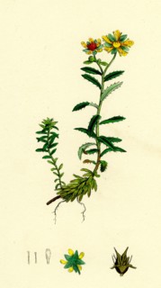 Saxifraga aizoides; Yellow Mountain Saxifrage