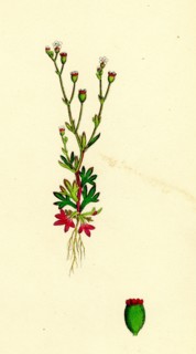 Saxifraga tridactylites; Rue-leaved Saxifrage