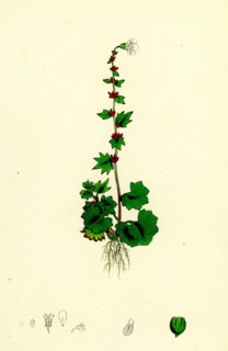 Saxifraga cernua; Drooping Alpine Saxifrage