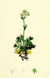 Saxifraga decipiens; Palmate-leaved Mossy Saxifrage