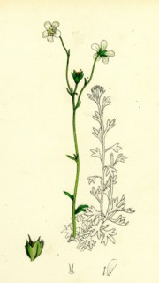 Saxifraga hirta, var. genuina; Irish Mossy Saxifrage, var. a.