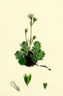 Saxifraga hirta, var. affinis; Irish Mossy Saxifrage, var. y.