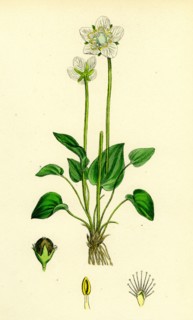 Parnassia palustris; Grass-of-Parnassus