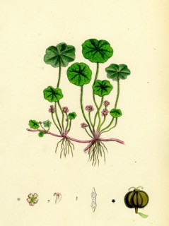 Hydrocotyle vulgaris; Marsh Pennywort
