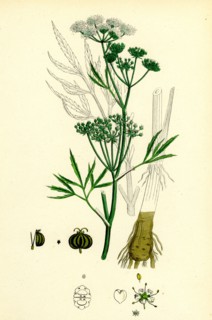 Cicuta virosa; Water Hemlock