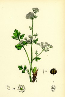 Apium graveolens; Wild Celery