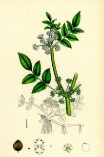 Helosciadium nodiflorum; Procumbent Water-Parsnip