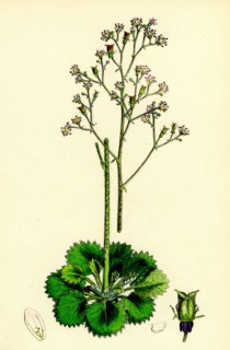 Saxifraga Geum, var. elegans; Kidney-leaved London-Pride