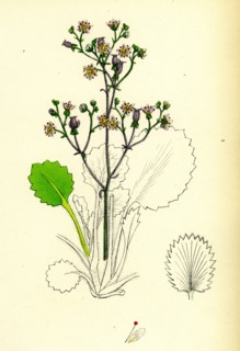 Saxifraga hirsute; Hairy London-Pride