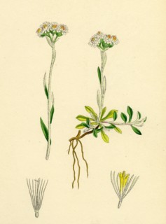 Gnaphalium dioicum, var. genuinum; Mountain Everlasting, var. a.