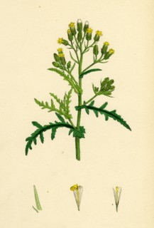Senecio sylvaticus, var. auriculatus; Mountain Groundsel, var. B.