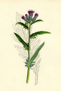 Serratula tinctoria, var. monticola; Common Saw-wort, var. B.